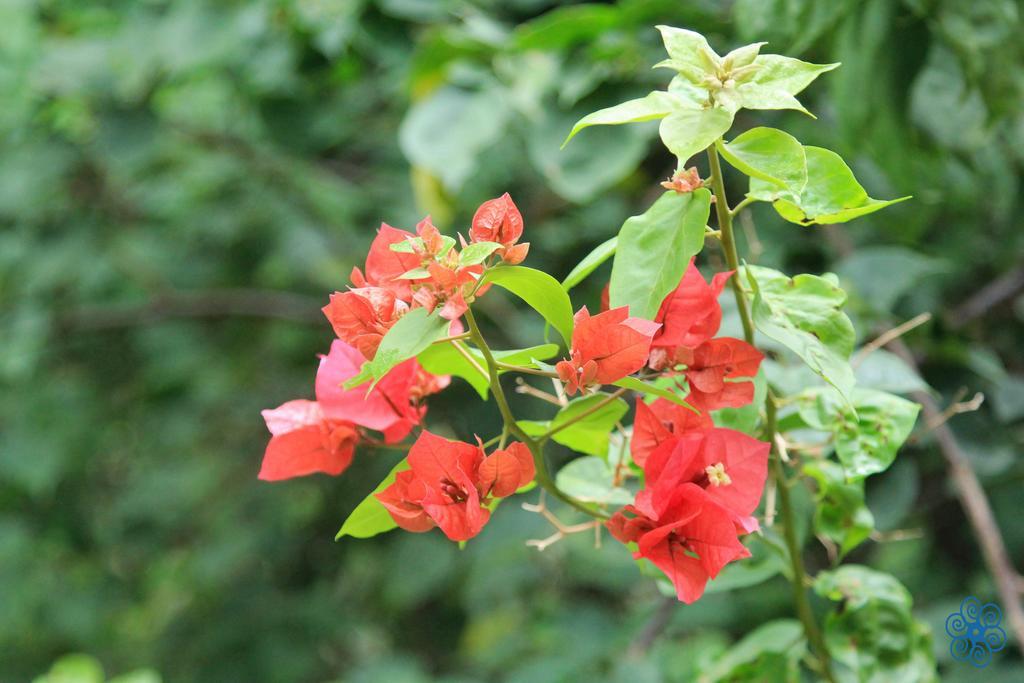Villaggio Assis Ilhabela